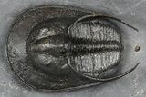 Excellent Scotoharpes Trilobite - Boudib, Morocco #381577-2